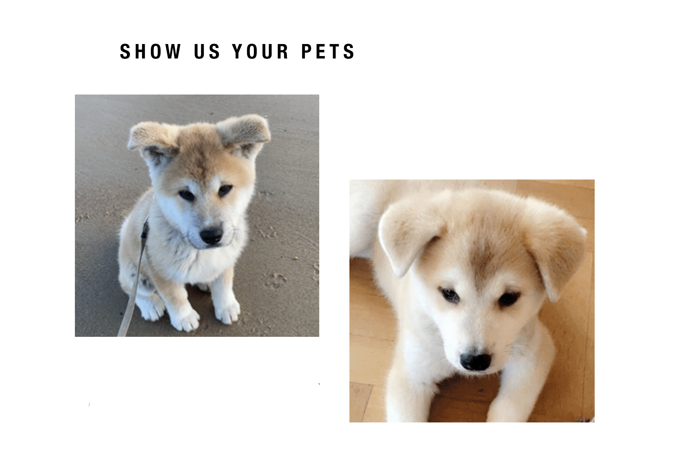 Pets copy